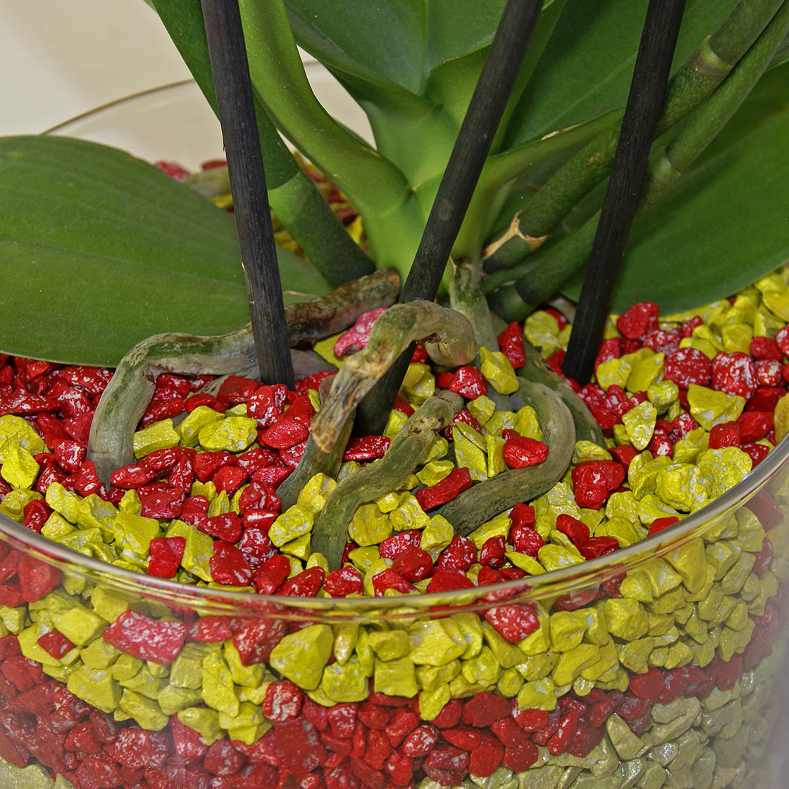 Colomi Orchideengranulat im Detail
