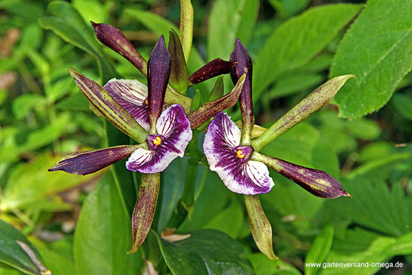 Cattleya-aclandiae-X-Encyclia-cochleata