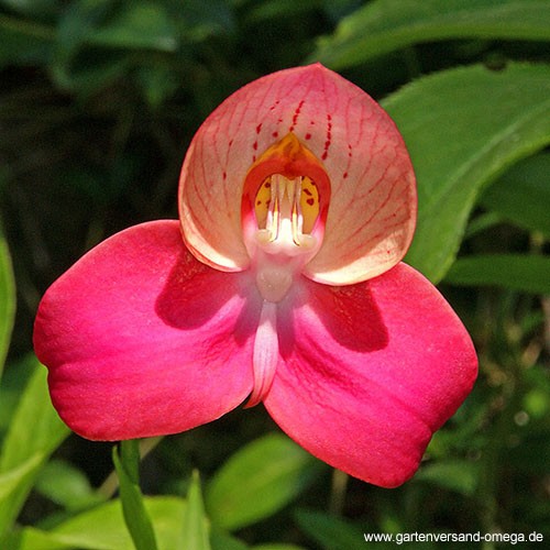 disa-unidiorosa-_rosy-face_neudorff-homoeopathisches-orchideen-elixier